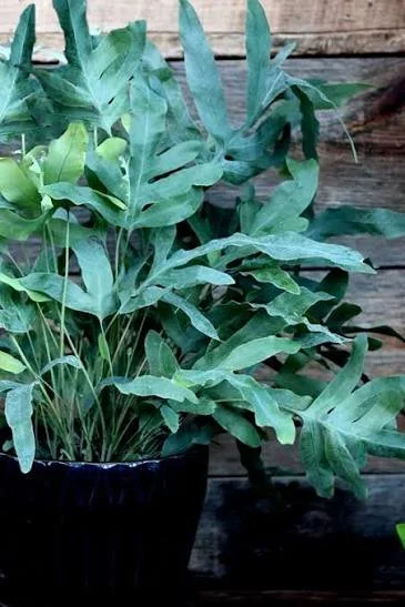 Blue Star Fern Care Guide