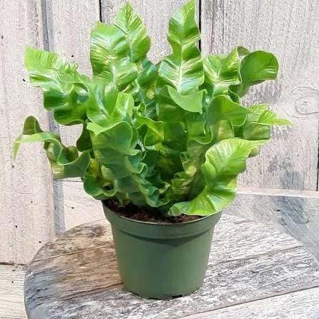 Crispy Wave Fern Care Guide
