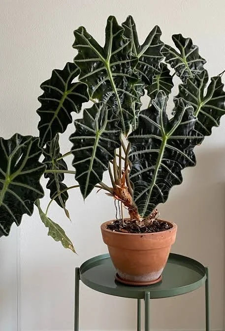Alocasia Amazonica Care Guide