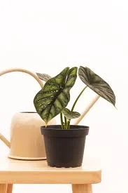 Alocasia Dragon Scale Care Guide