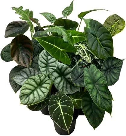 Alocasia Care Guide