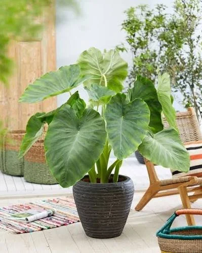 Colocasia Care Guide