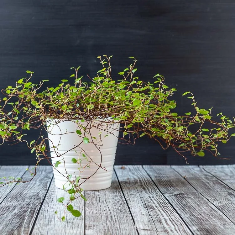 Angel Vine Care Guide