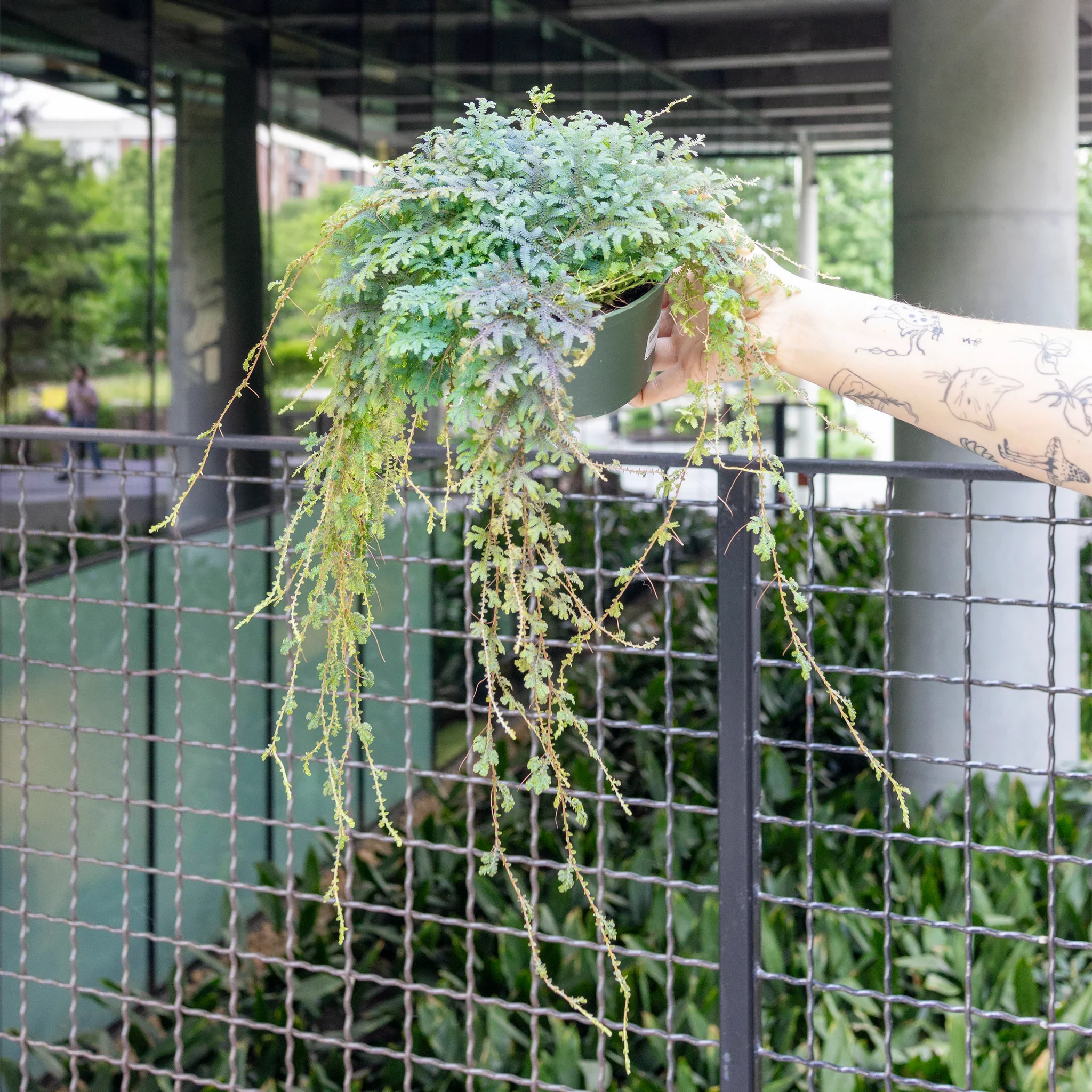 Selaginella Care Guide