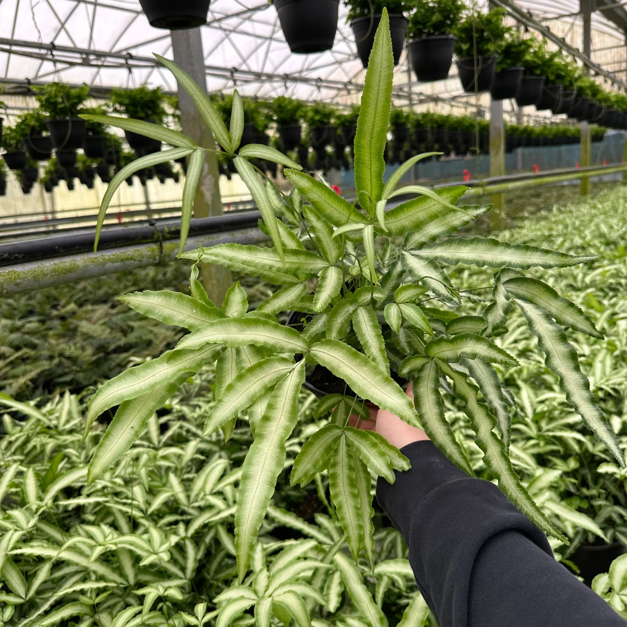 Silver Ribbon Fern Care Guide