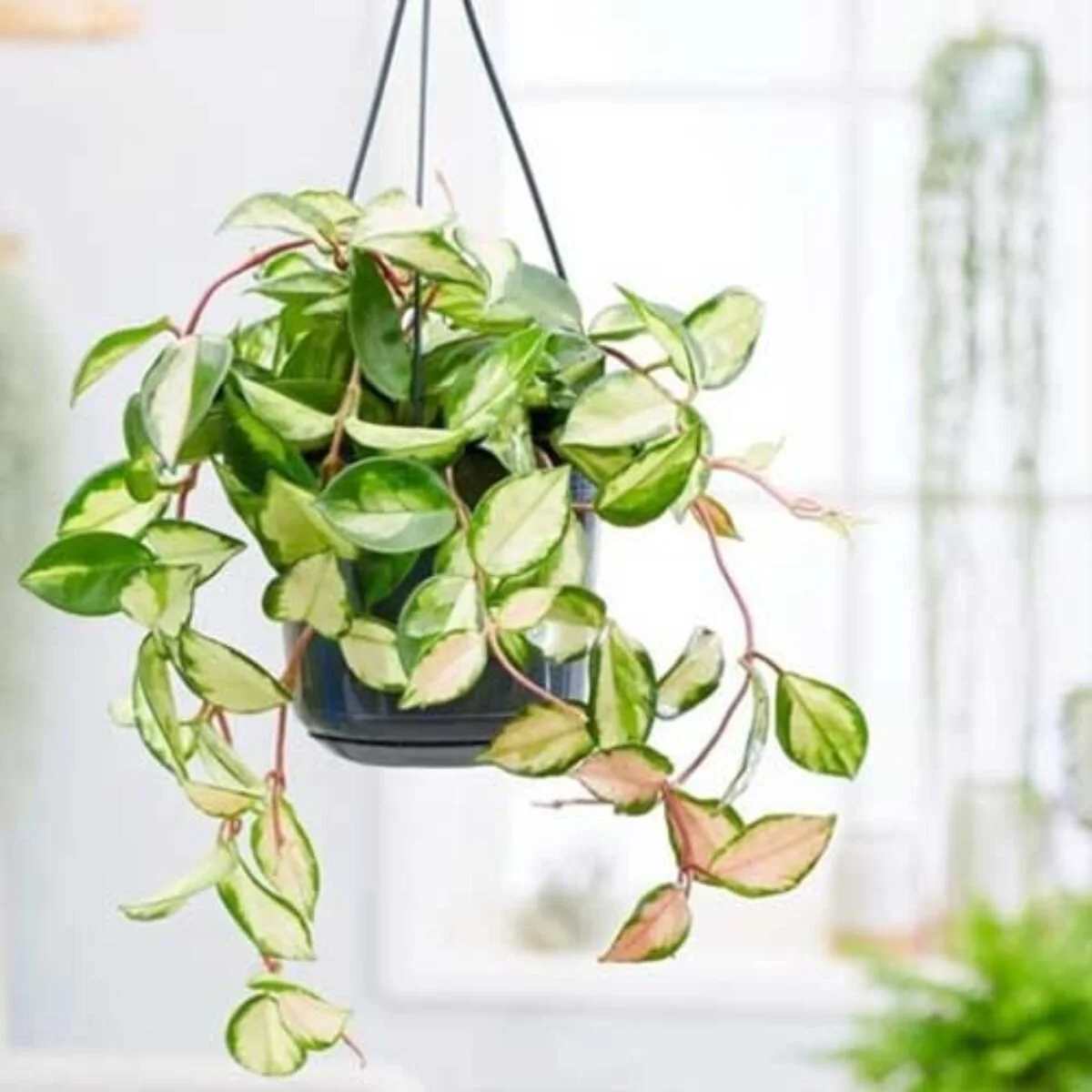 Hoya Care Guide