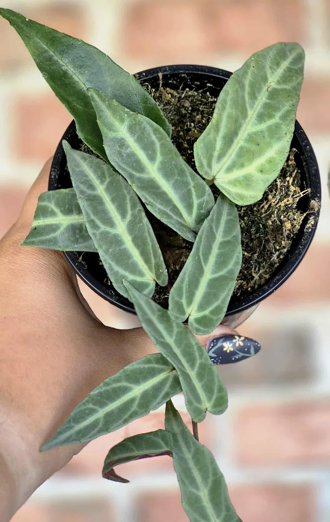 Tropical Cissus Care Guide