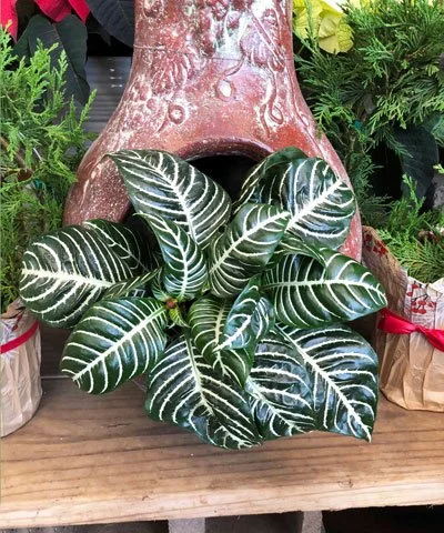 Zebra Plant Care Guide