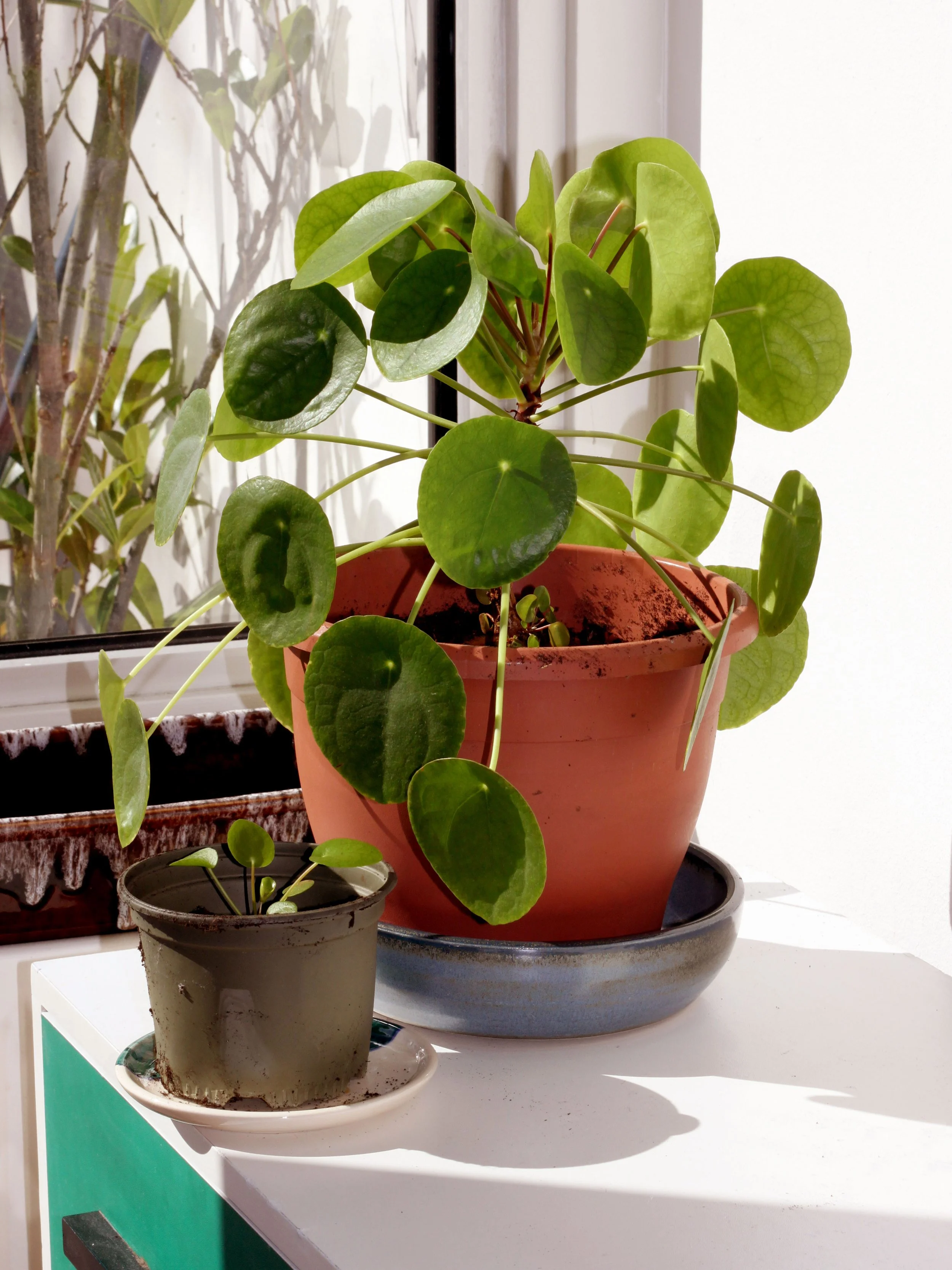 Pilea Care Guide