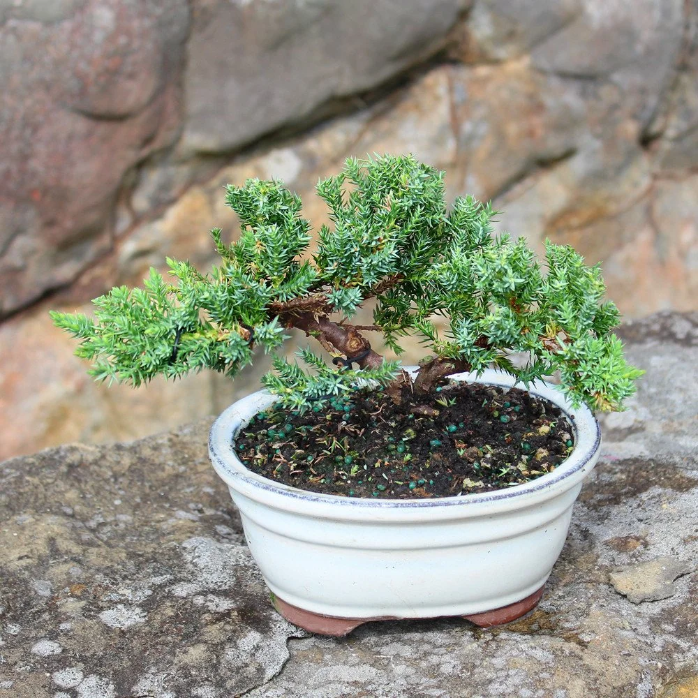 Juniper Bonsai Care Guide