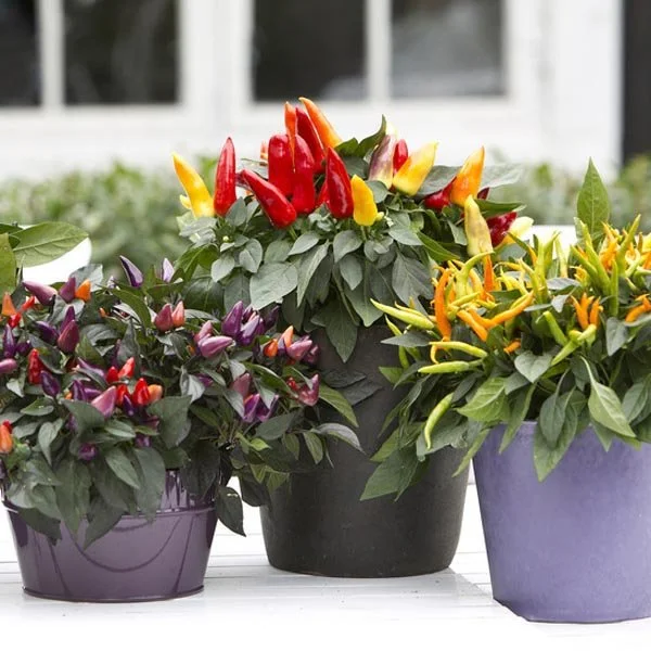 Ornamental Pepper Care Guide