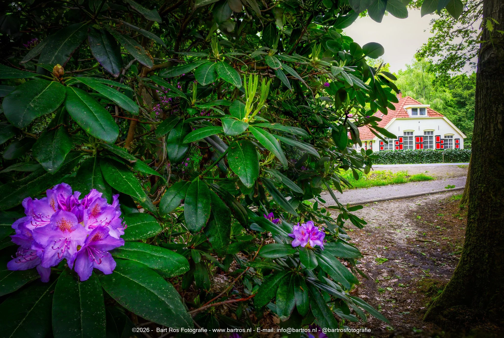 Rodondendrons in Overijssel