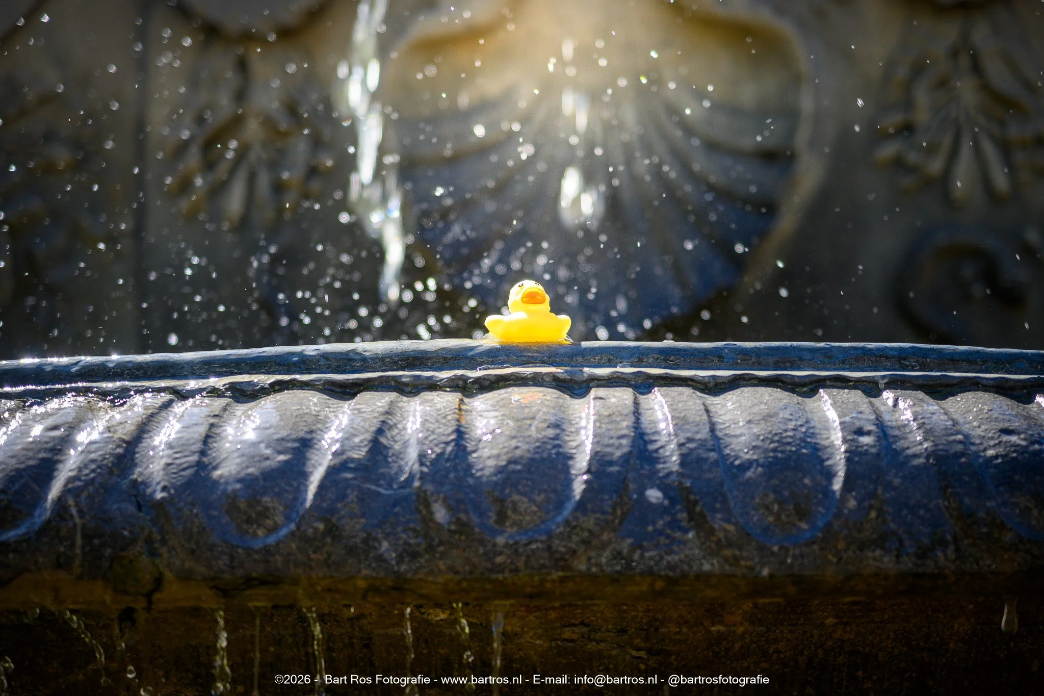 Een eendje in de fontein op de Brink van Deventer