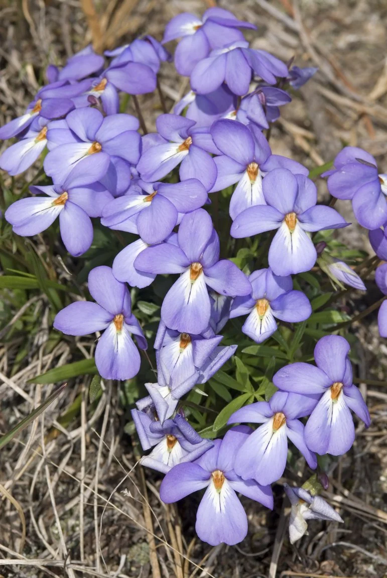 Birdfoot Violet - Table for 10
