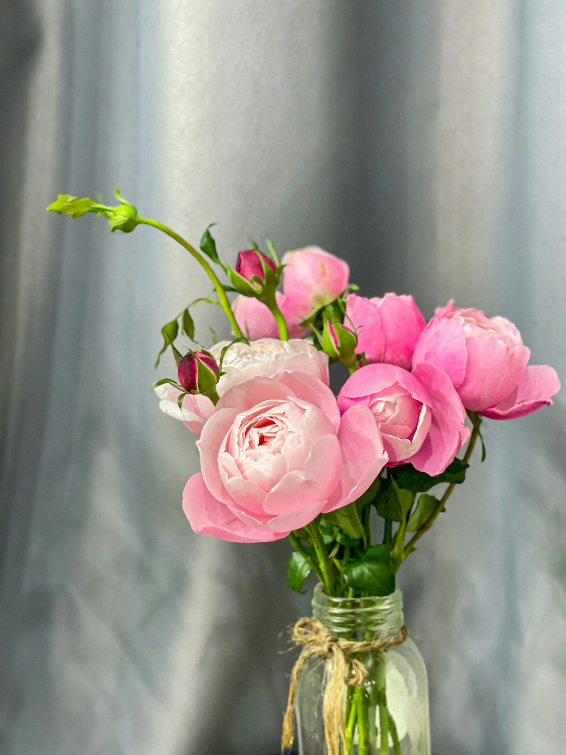 Pink and white roses in a glass vase on a gray background.
