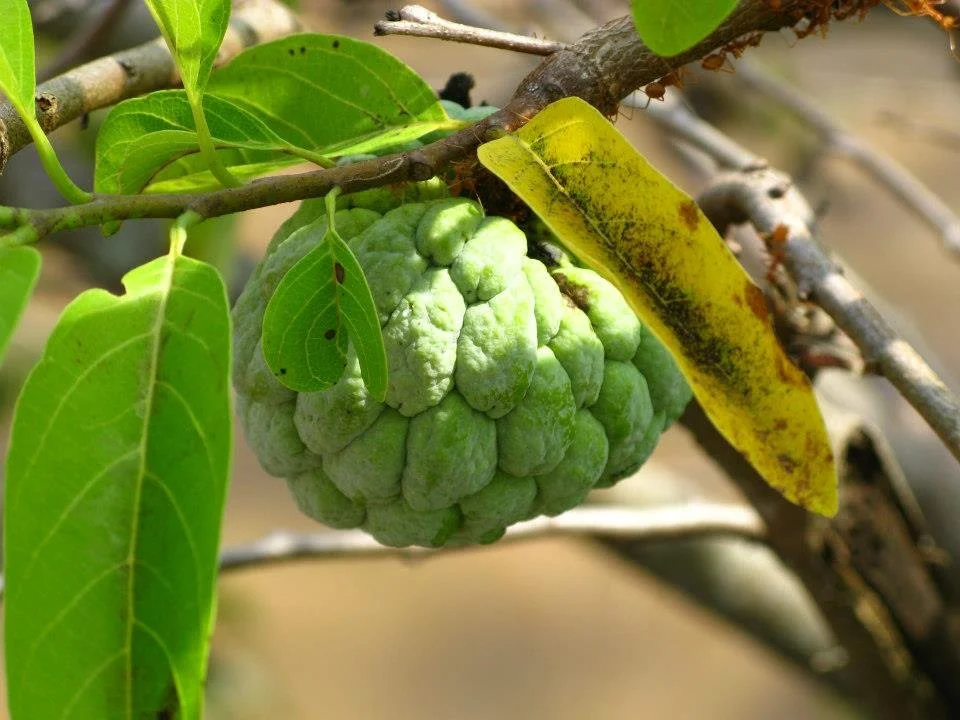 A trip down Motherland lane