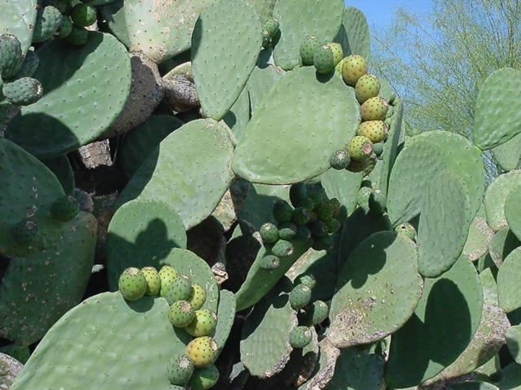 Cacti in Tombstone, Arizona, July 2000
