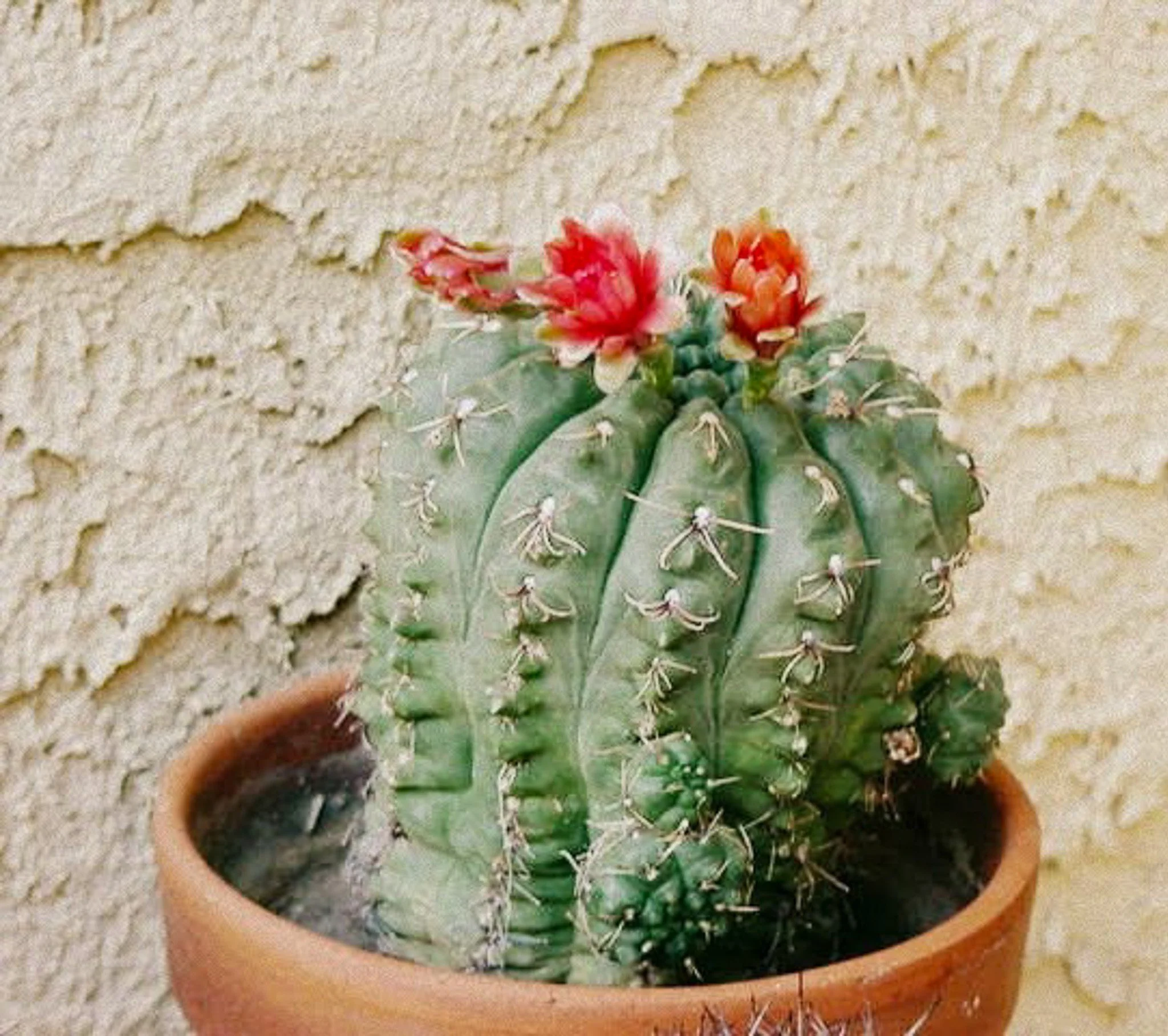 Debbie's Grandma's Cacti