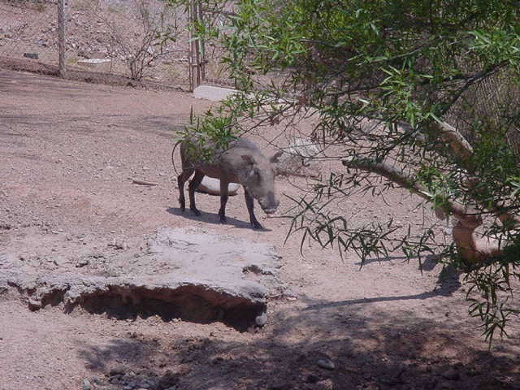 The Phoenix Zoo August 2000