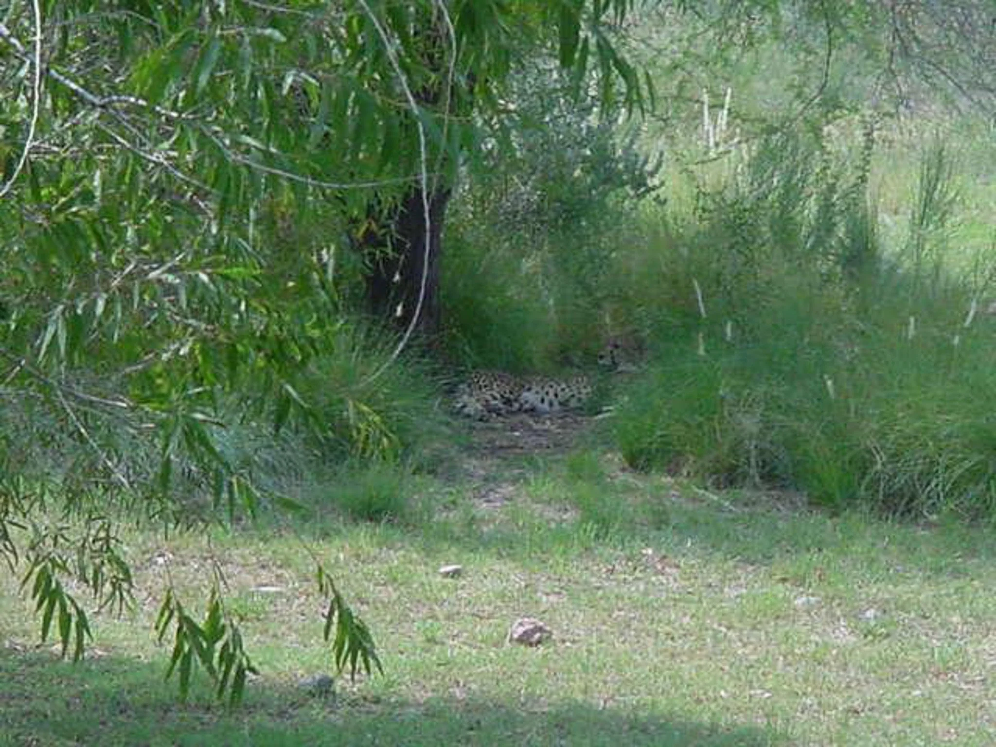 The Phoenix zoo August 2000