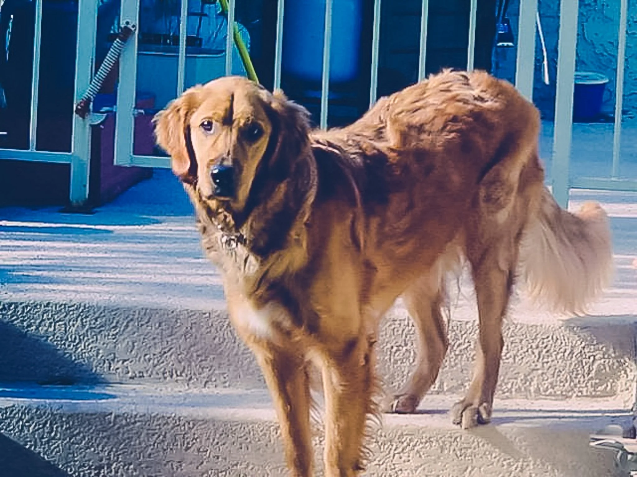 Our sweet dog Bo Bo