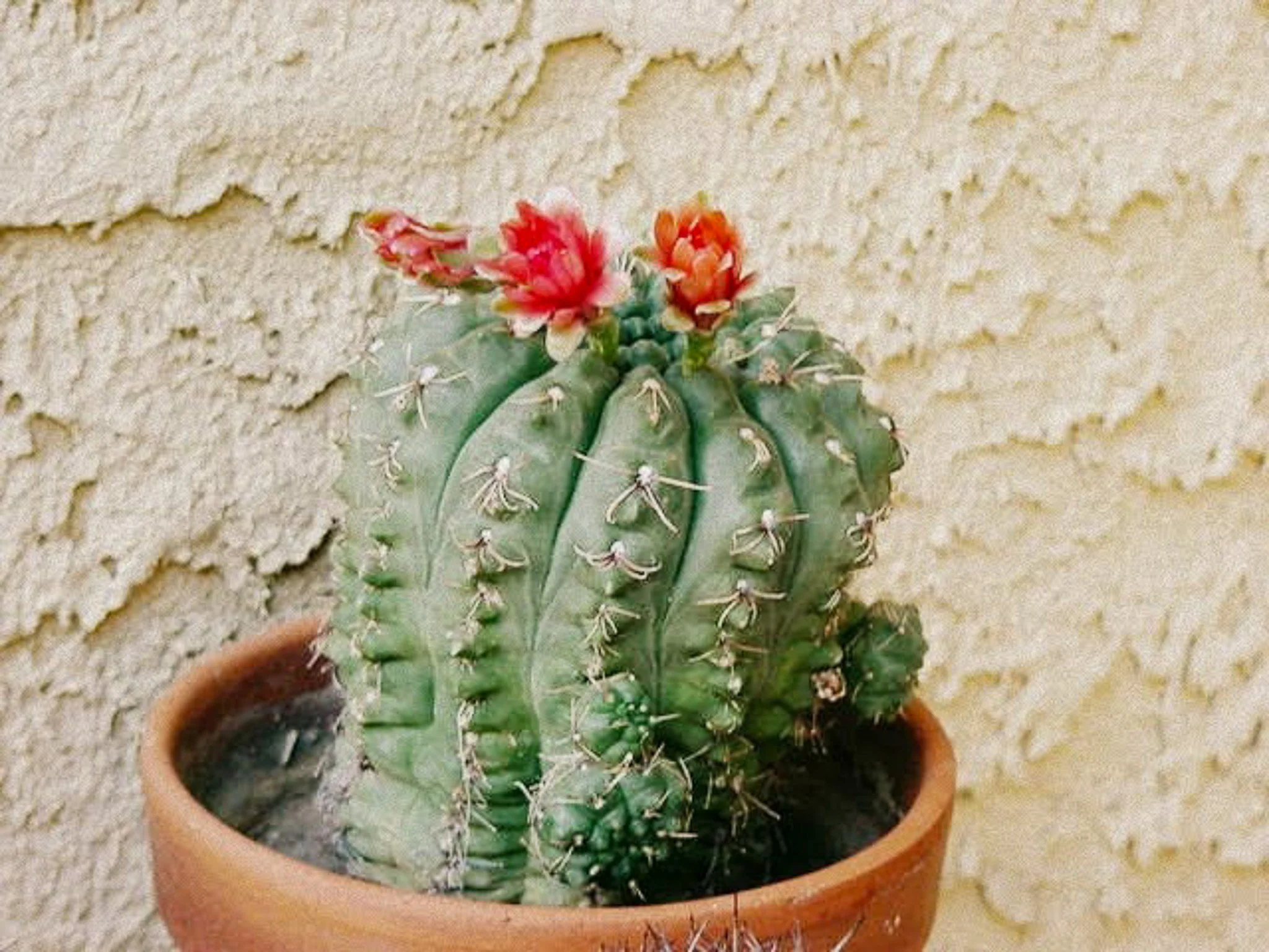 Debbie's grandma's blooming cacti June 2000