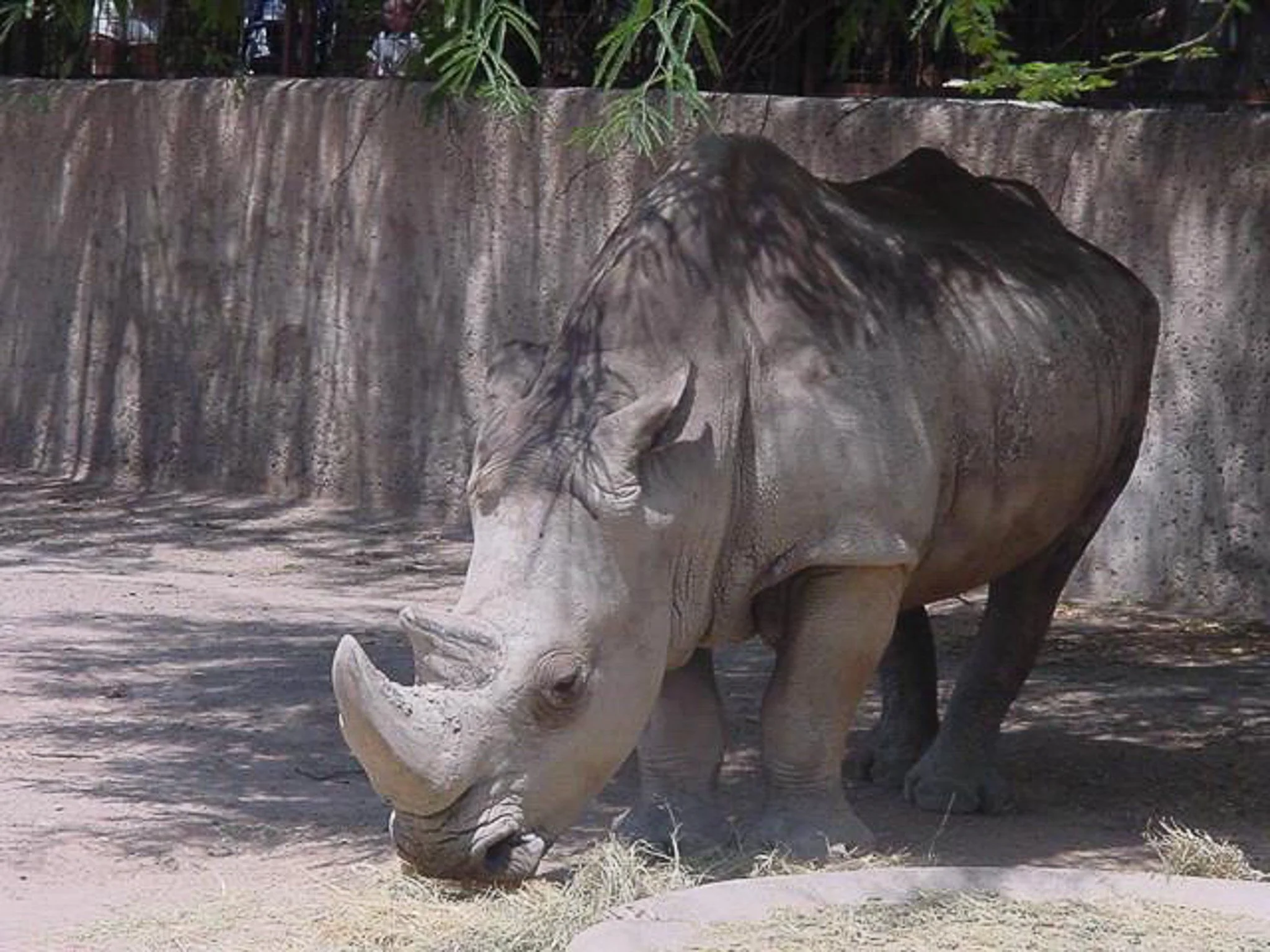 The Phoenix Zoo August 2000