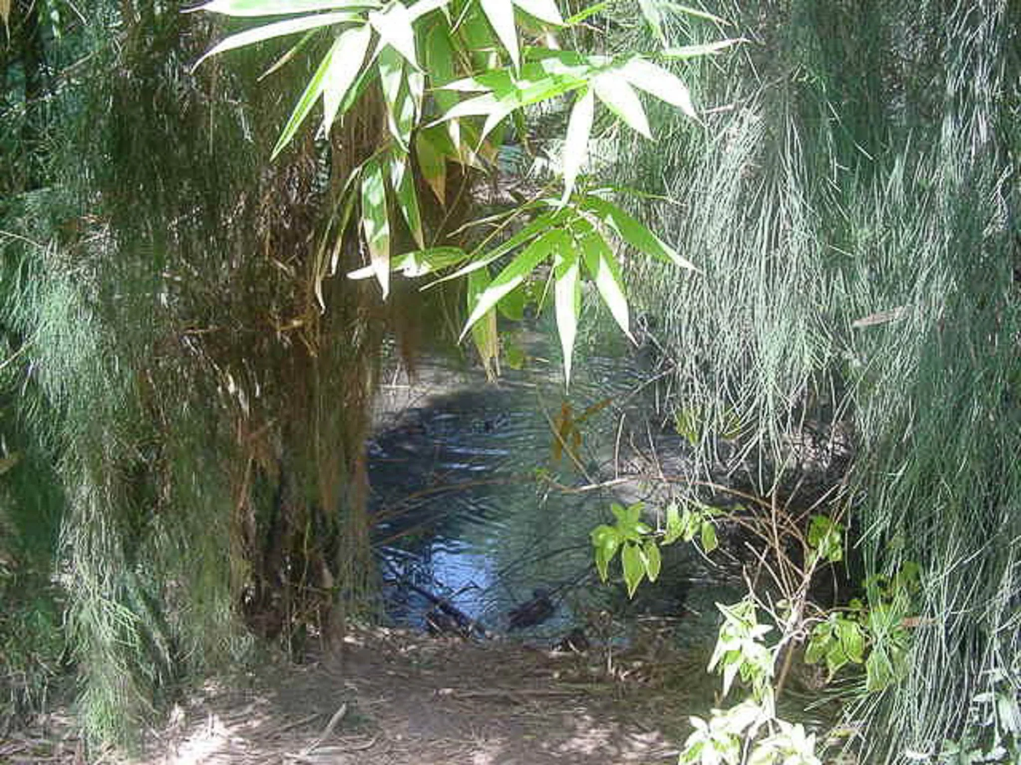 The Phoenix zoo August 2000