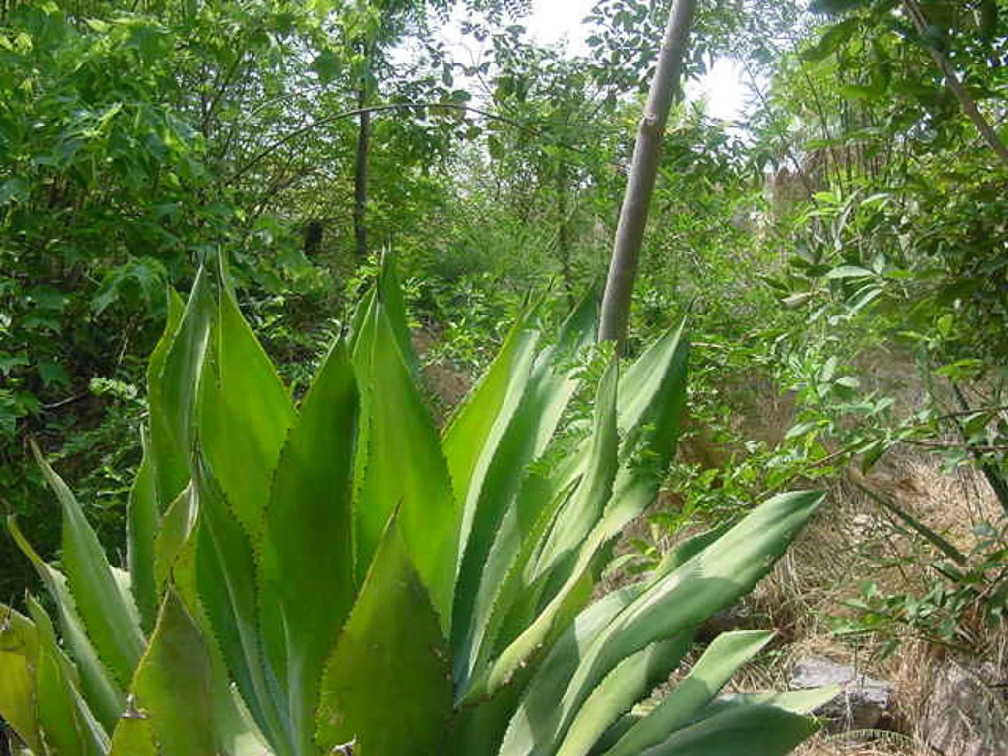The Phoenix zoo August 2000