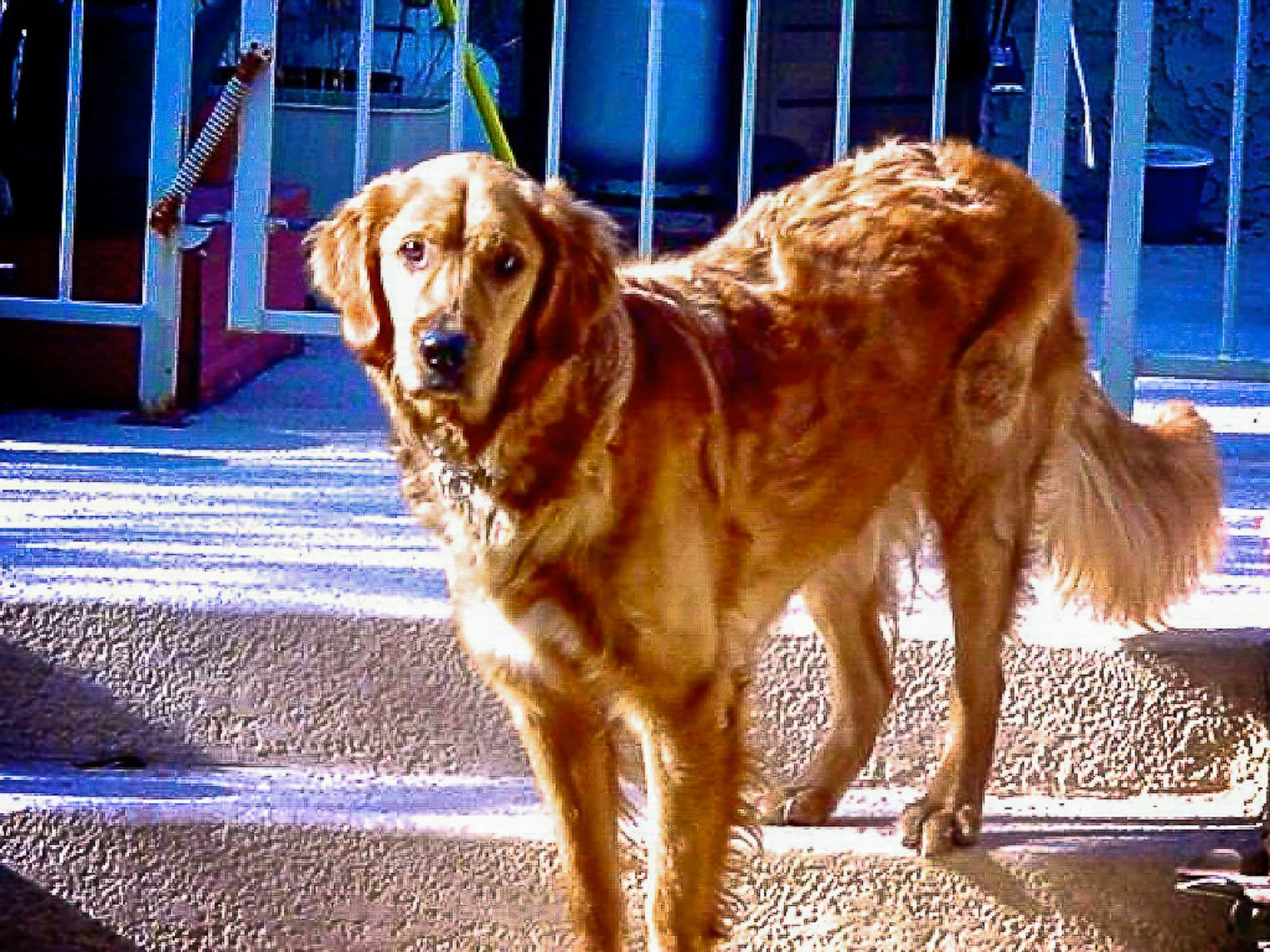 Our dog Bo Bo (June 2000)