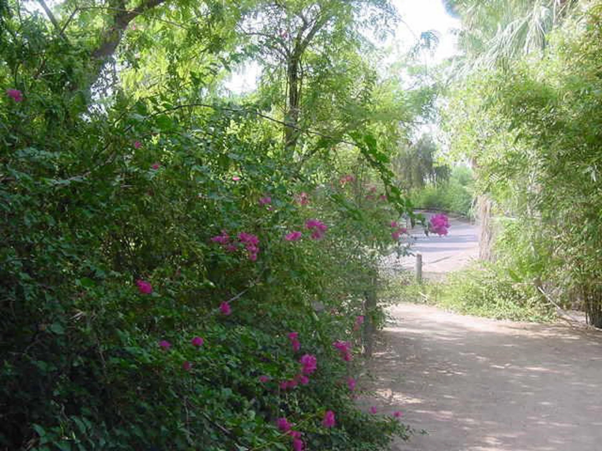 The Phoenix zoo August 2000