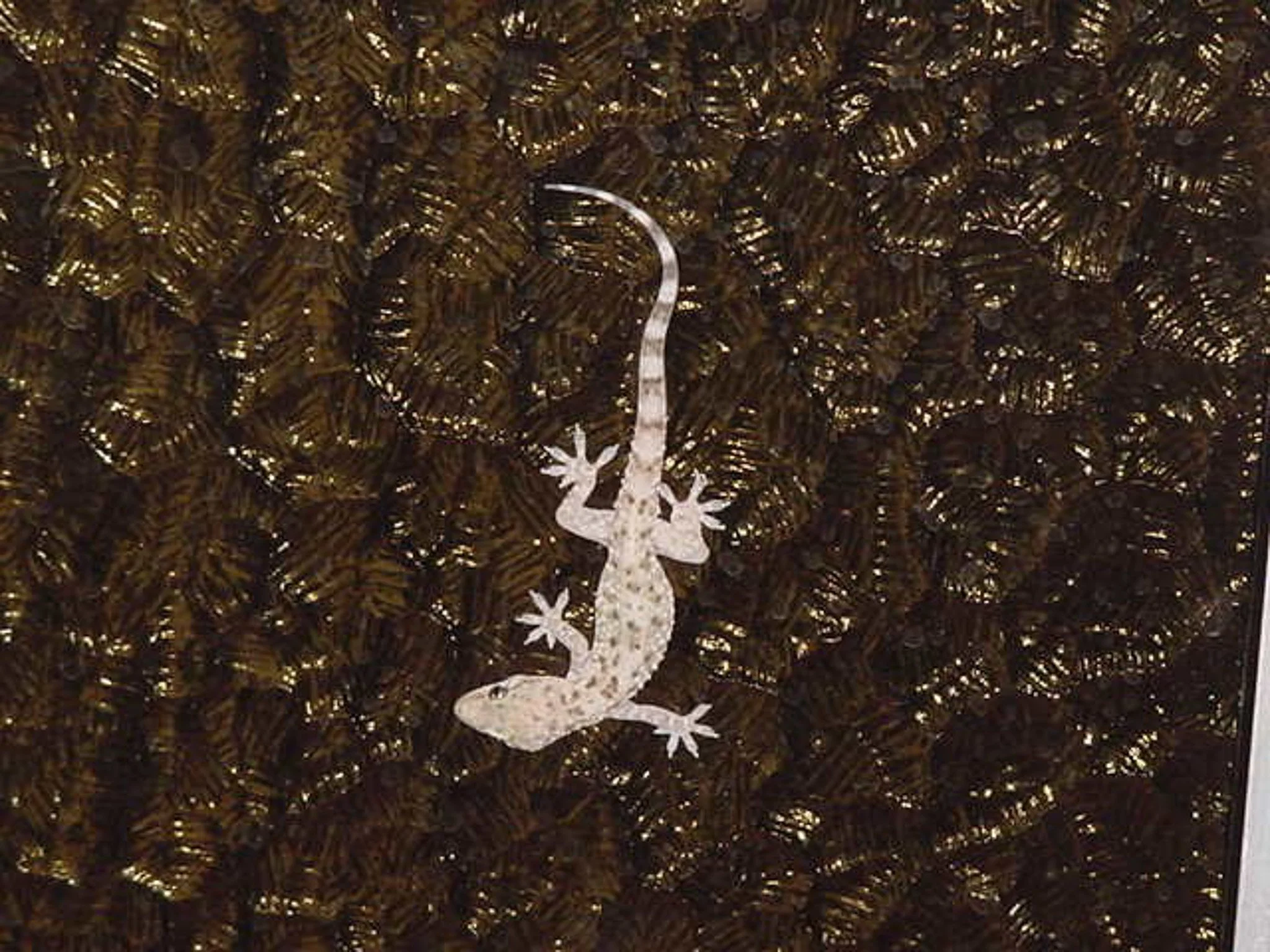Our gecko friend July 2000