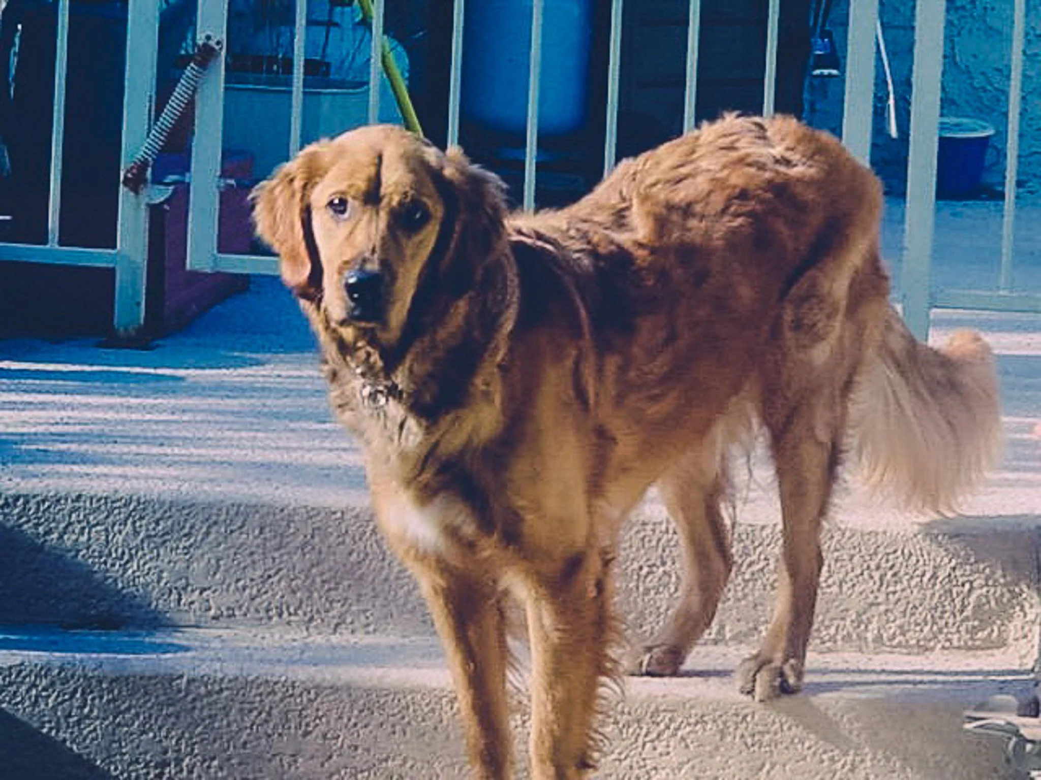 Bo Bo outside in Phoenix, Arizona, June 2000