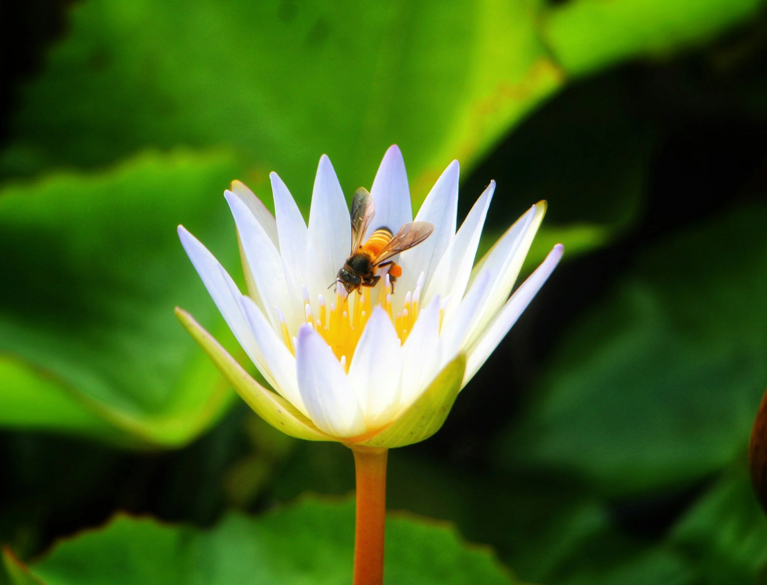 A bee collecting nectar from a white water lily flower with a yellow center, surrounded by green leaves.
