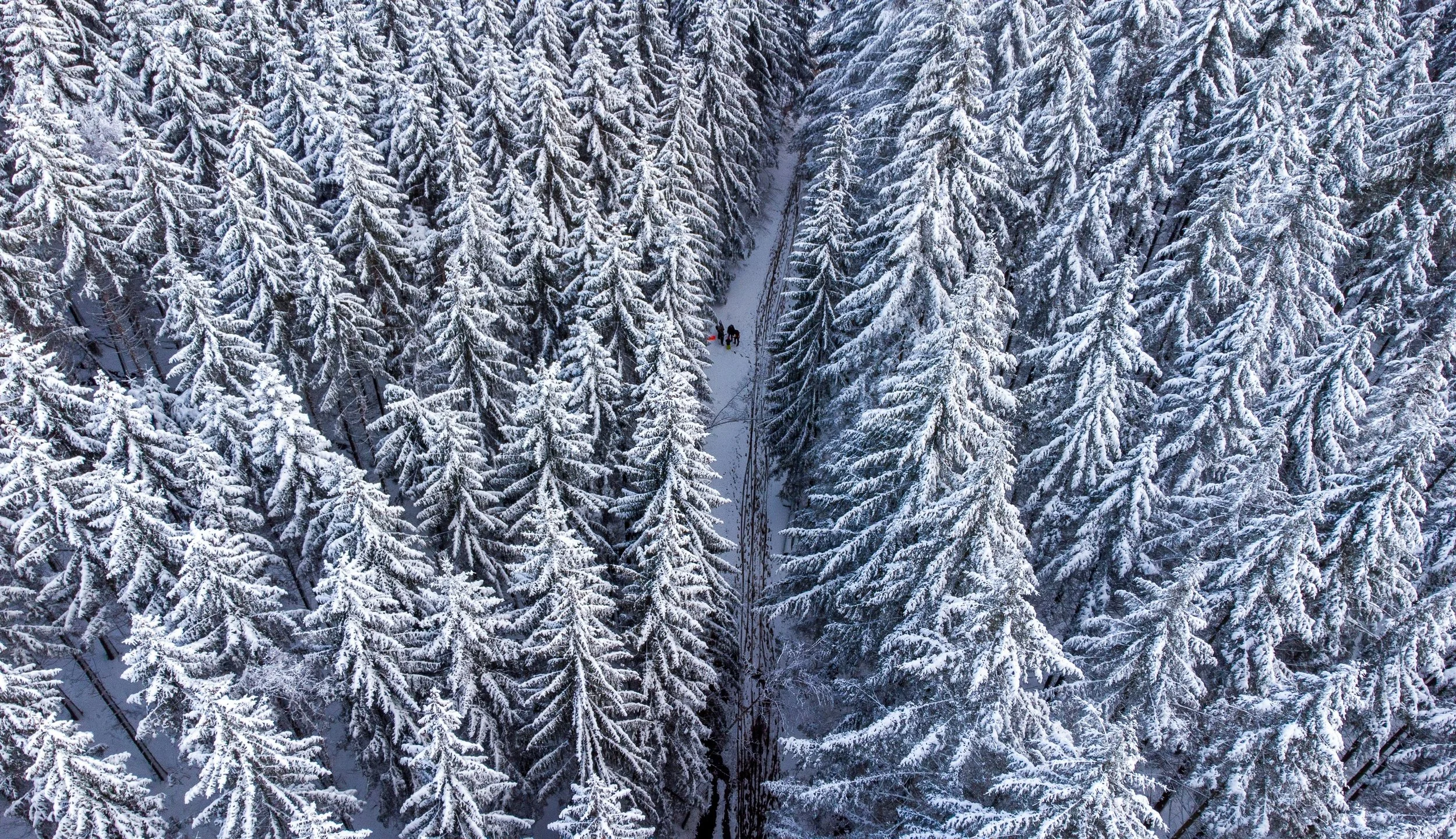 thomas-bormans-W0kc3Ljfk-A-unsplash.jpg