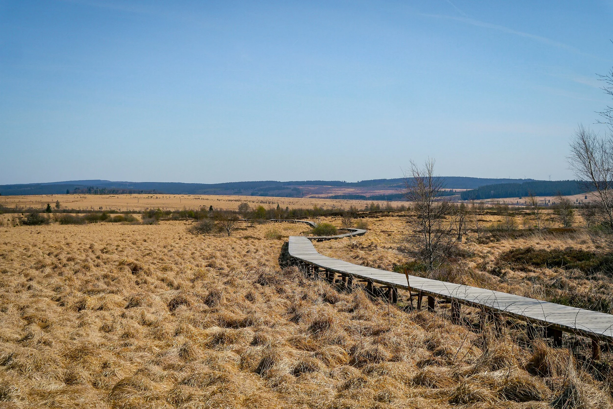 00074055-WBT - Trekking & Voyage-Chemin de caillebotis dans les Hautes Fagnes.JPEG