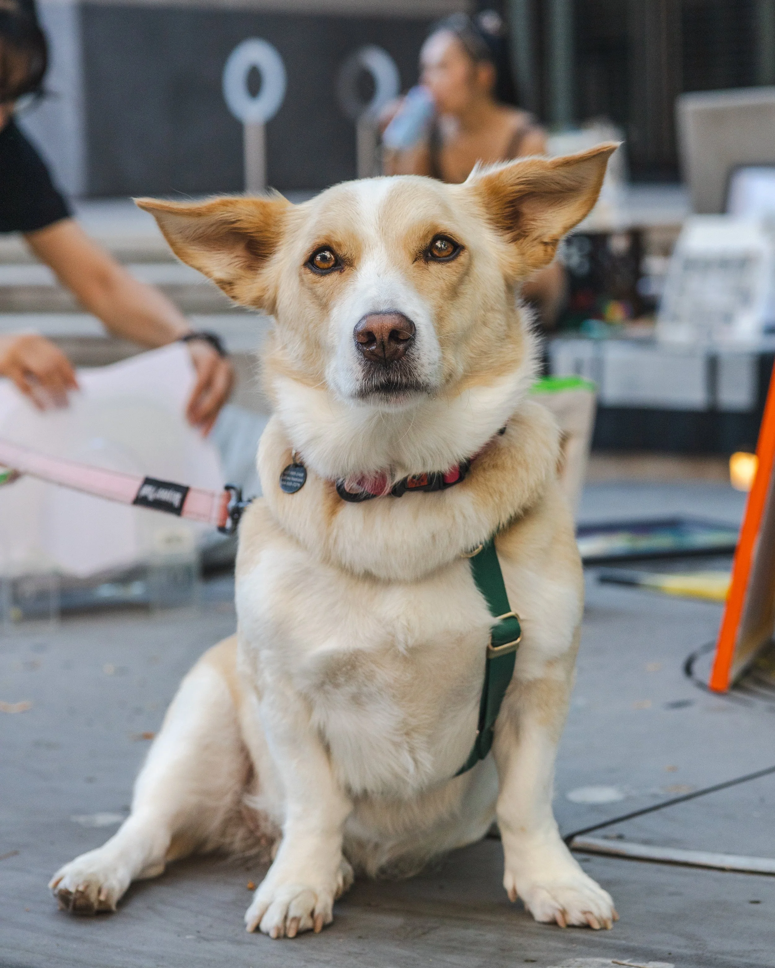 baam dogs-19.jpg