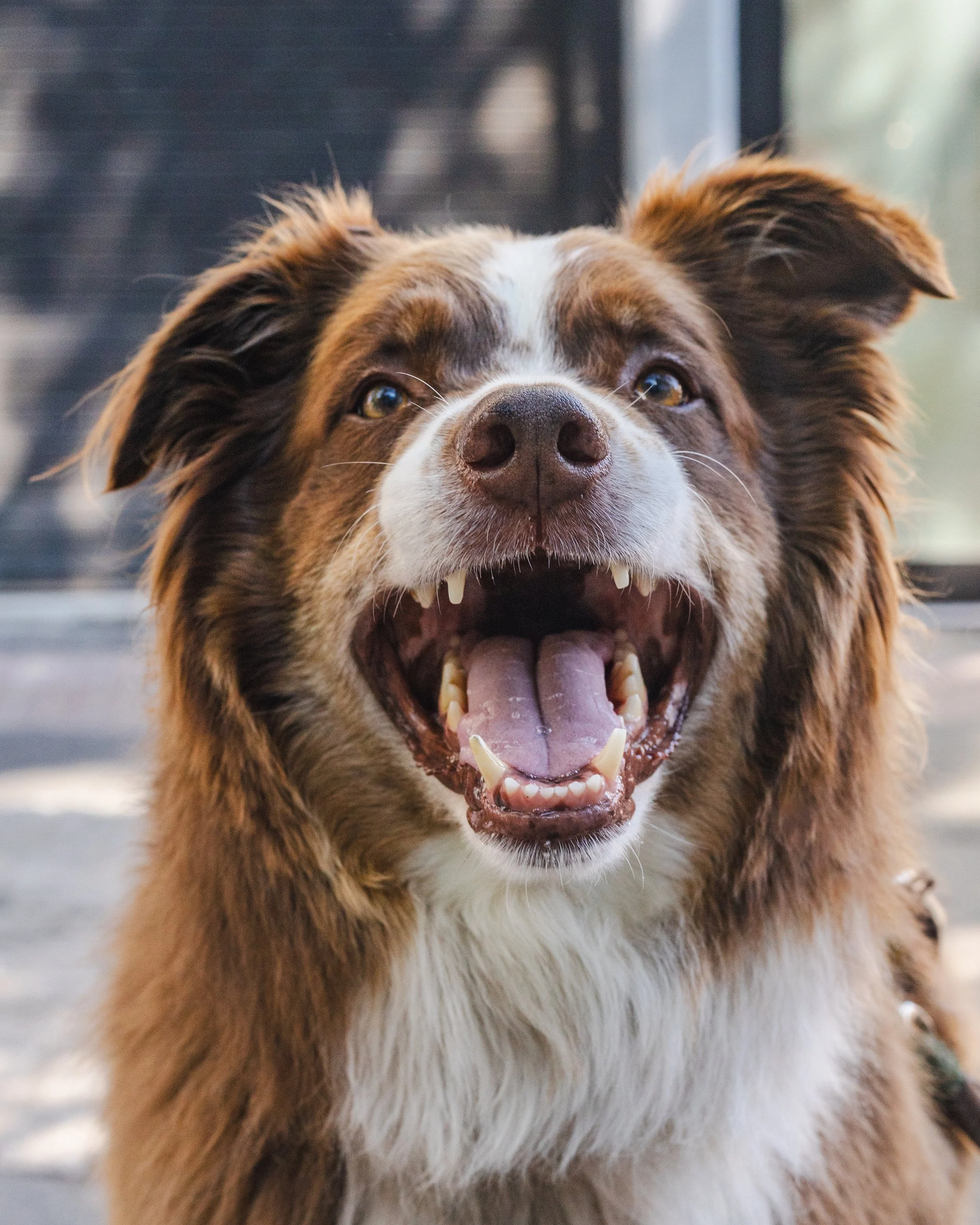 baam dogs-34.jpg