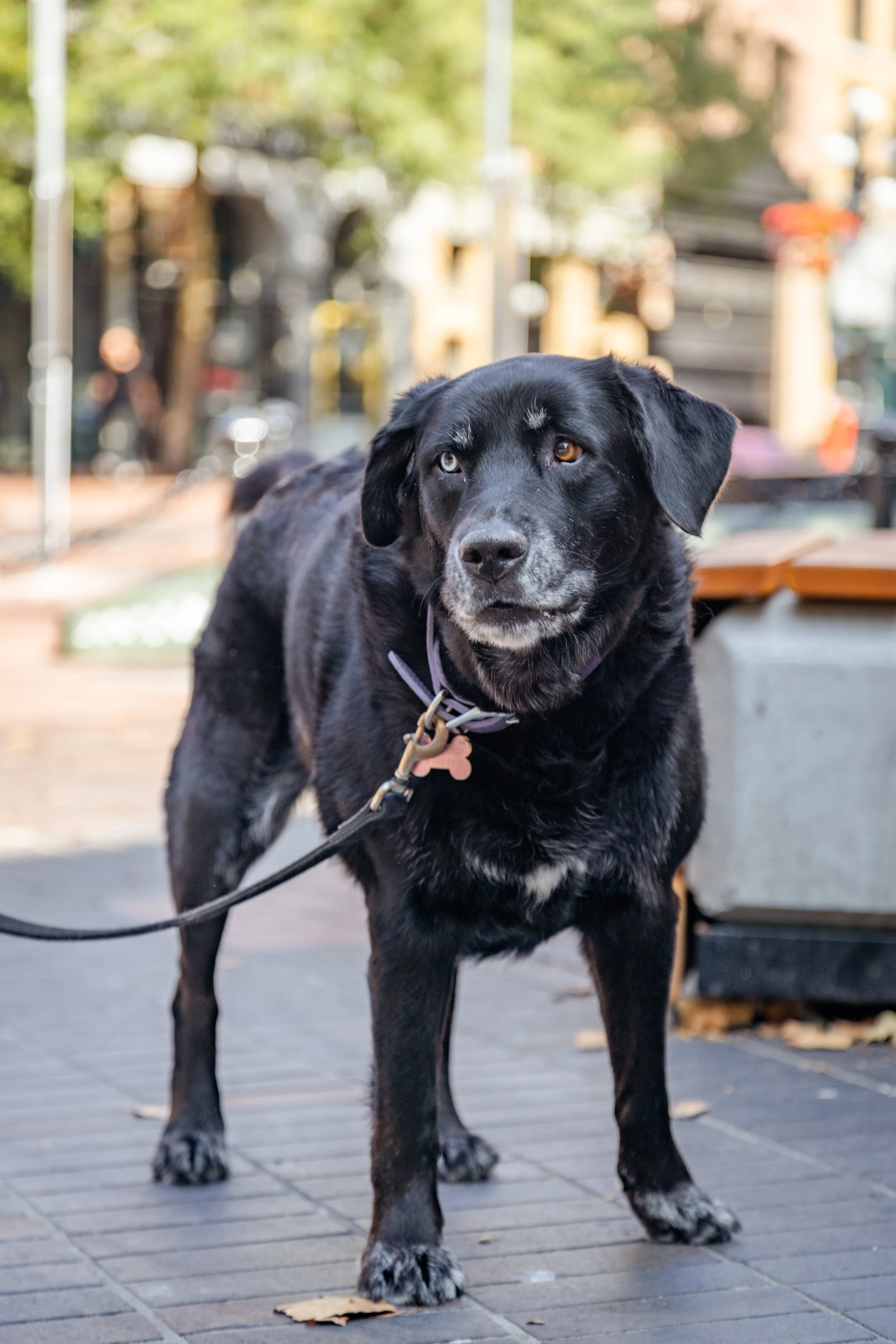 Roxy-1.jpg