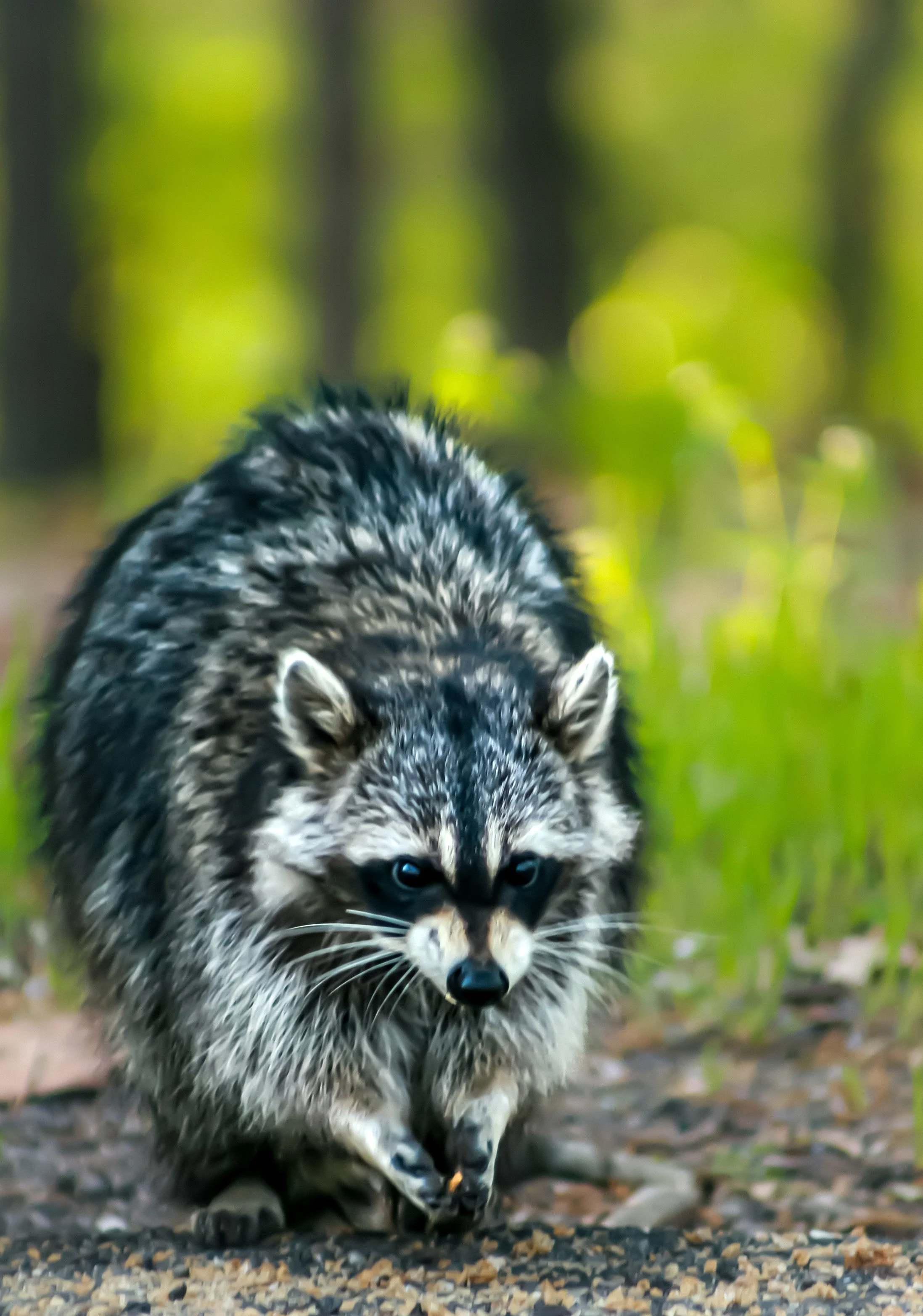 Trash Panda