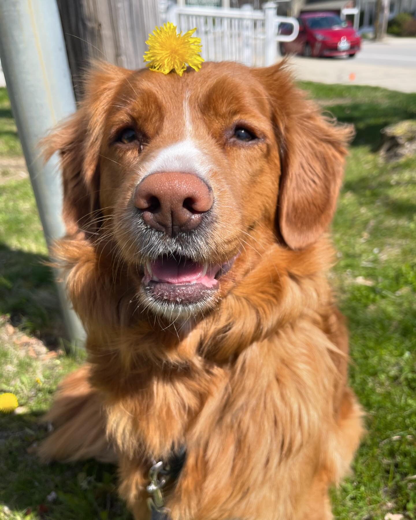 Spring has sprung&hellip;finally! 🌼 Enjoying every second of this sunny day with India! 🐾 

#ducktollingretriever #ducktoller #dogsofig #dogstagram #woof #dogoftheday #dovernh #petcare #petcareprofessional #entrepreneur #womenownedbusiness #support