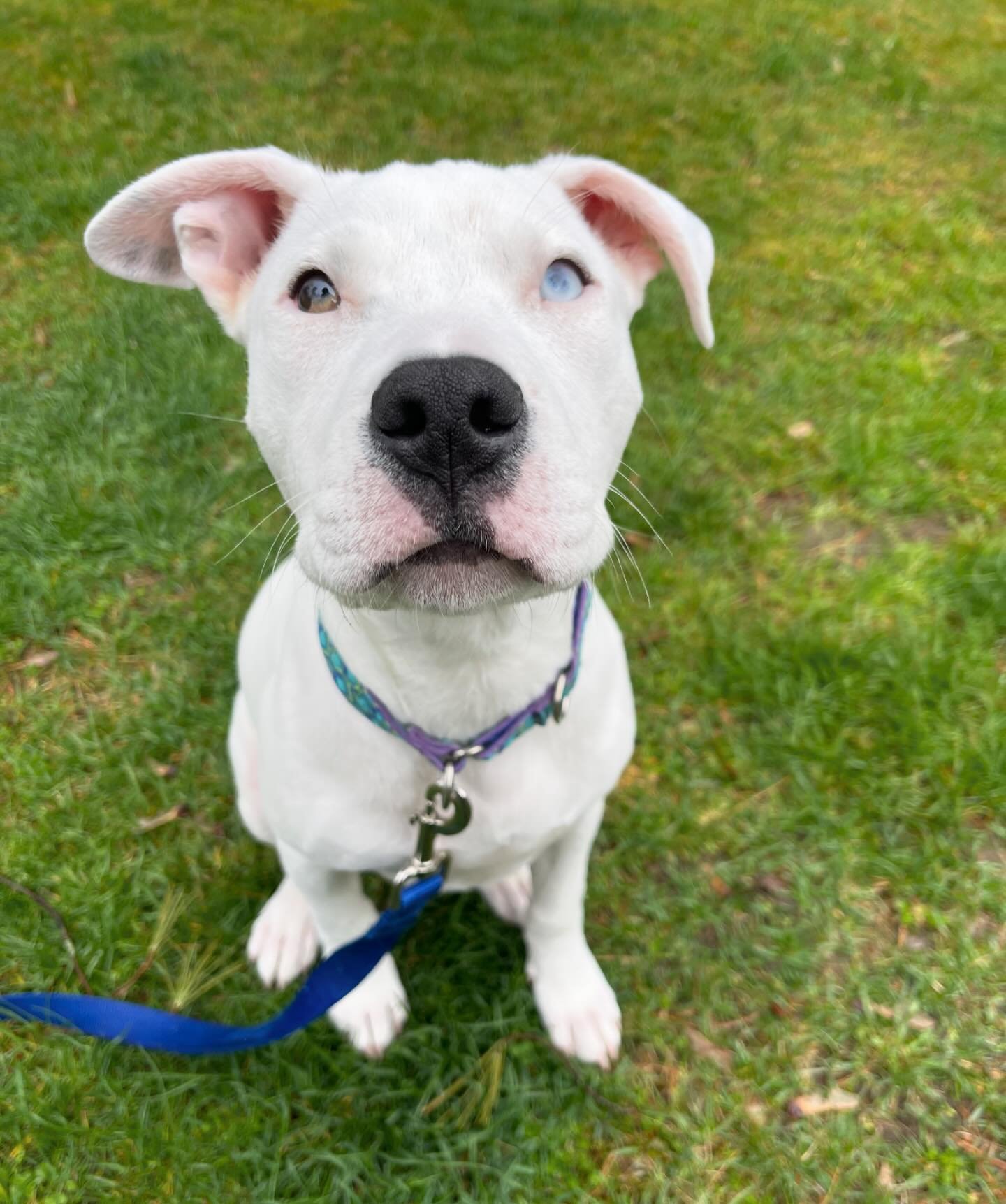 Welcome to the Port City Paws family, Deuce! 💙 

#rescuesofinstagram #adoptadog #portsmouthnh #dogfriendly #dogfriendlyportsmouth #dogwalker #petcare #puppylove #puppiesofinstagram #pittiesofinsta