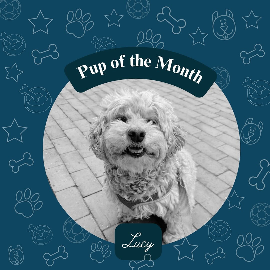She might be tiny but this little lady has a bunch of personality! 🌟 Lucy is sweet, sometimes a little stubborn and is always ready for a *lil treat!* We 🤍 having her a part of the Port City Paws family! 🐾