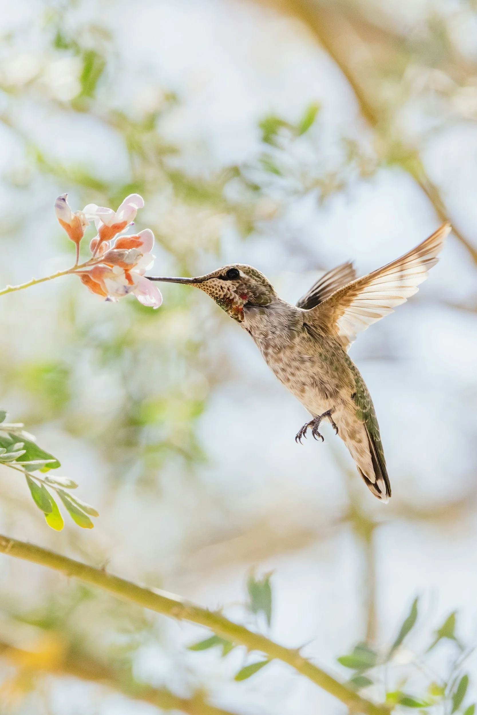 Un colibrí suspendido en el aire cerca de una flor rosada.