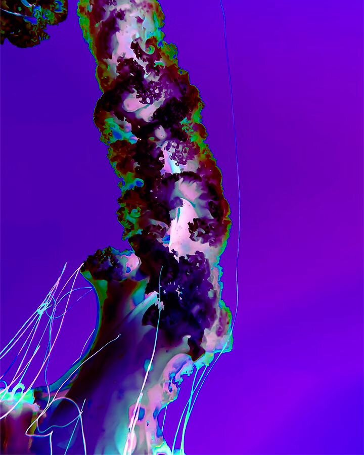 Containing Iridian Pt 1 - 2023
___________________________________________________

#experimental #experimentalphotography  #psychedelic #aquarium #ripleysaquarium #photography #tmuimagearts #tmuima #canoneosrp