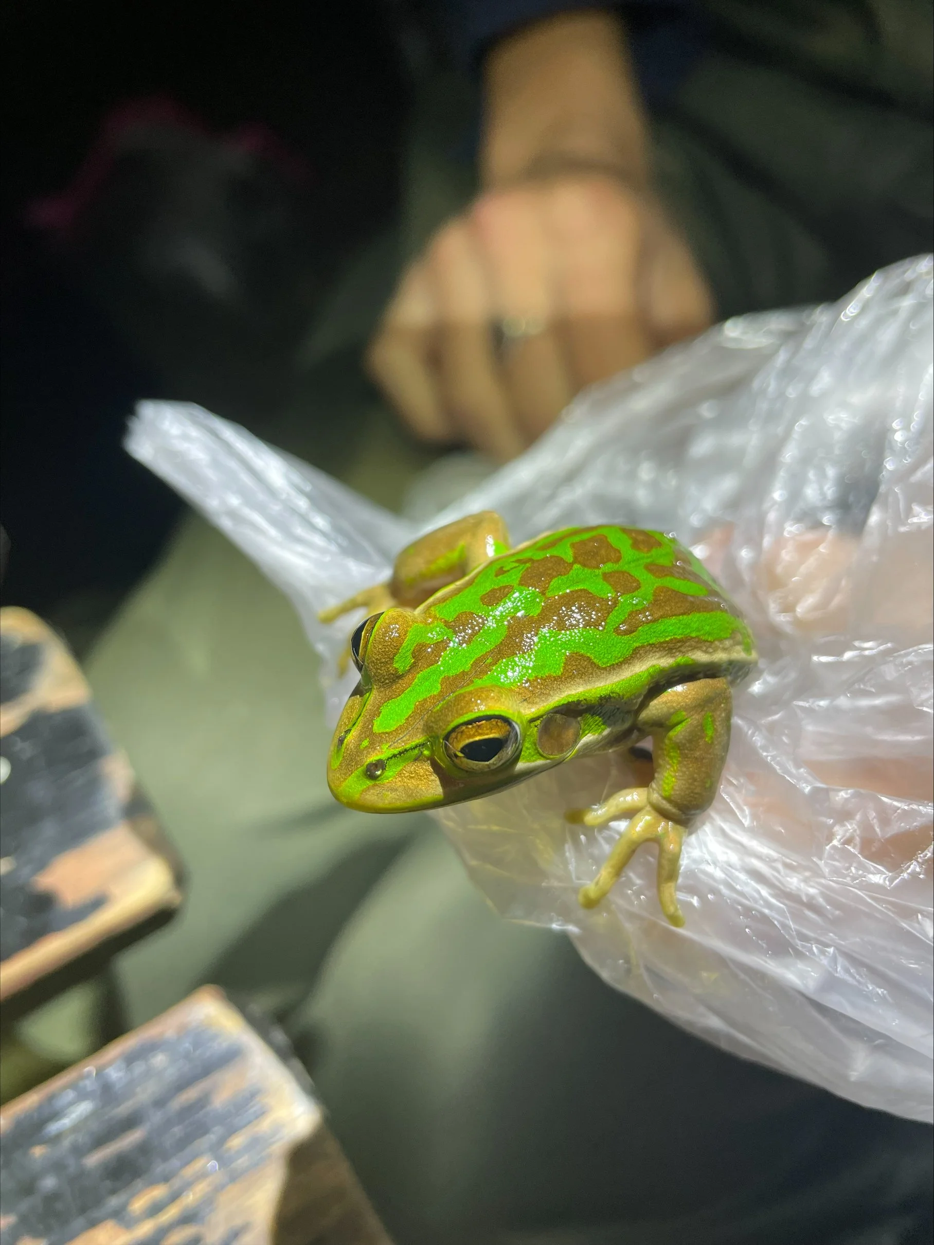 bellfrog.jpeg