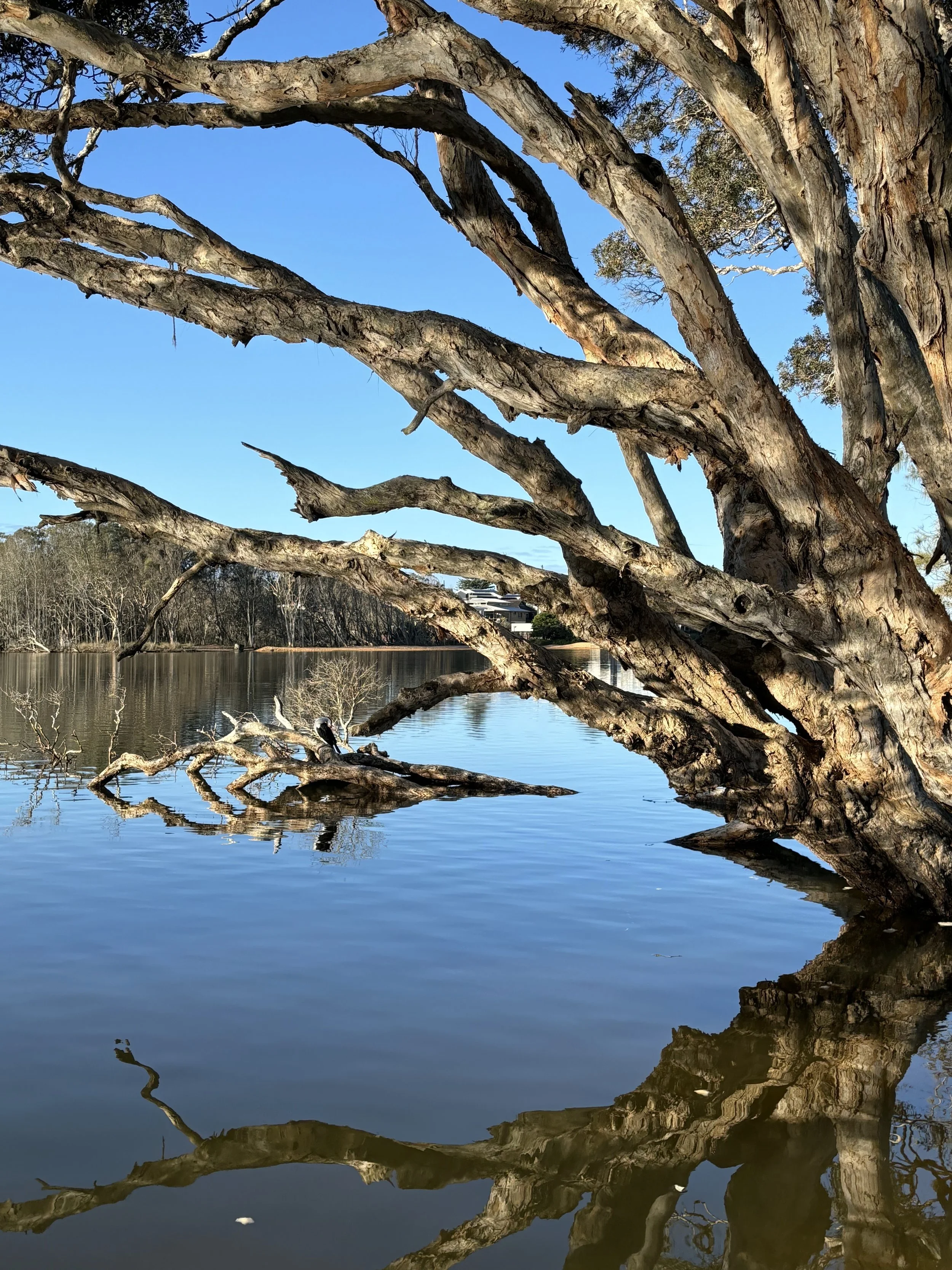 ↑ Lagoonside, Joshua Bandsma