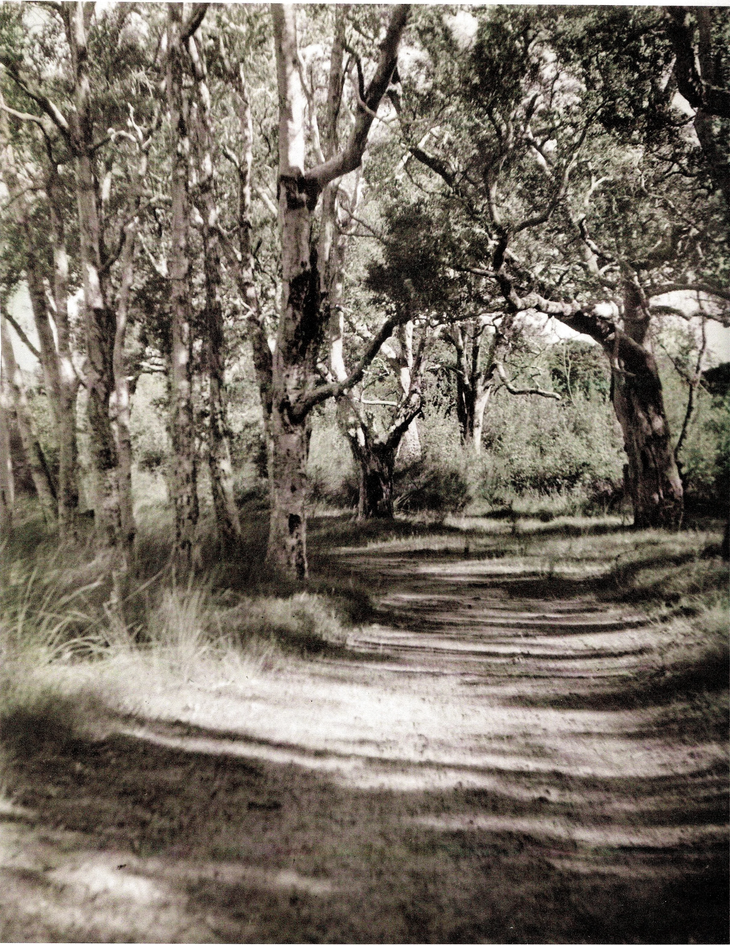 ↑ February: Avoca Track 1930s, Sara Powter