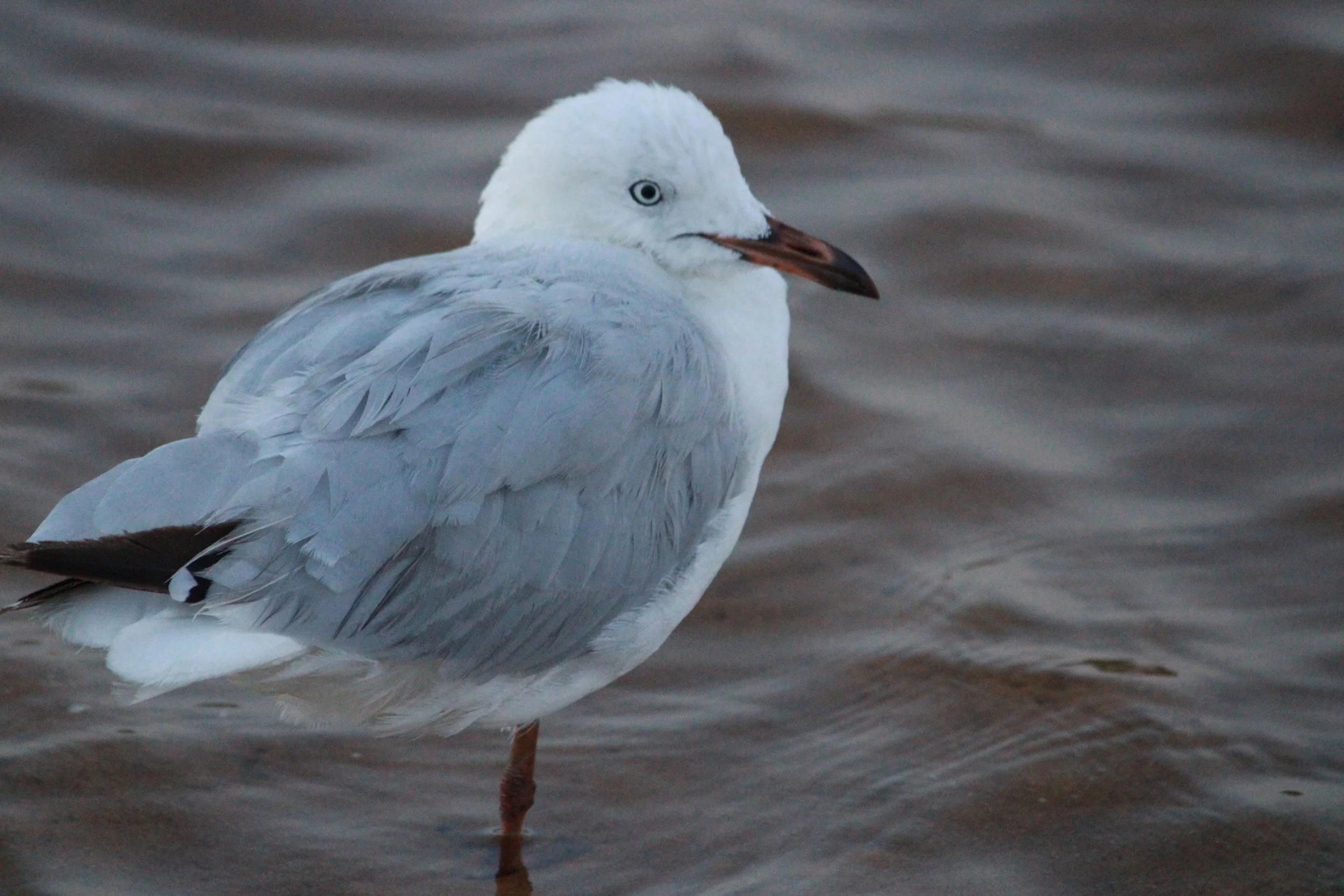 ↑  March, Seagull by the Lagoon by Carys Buening