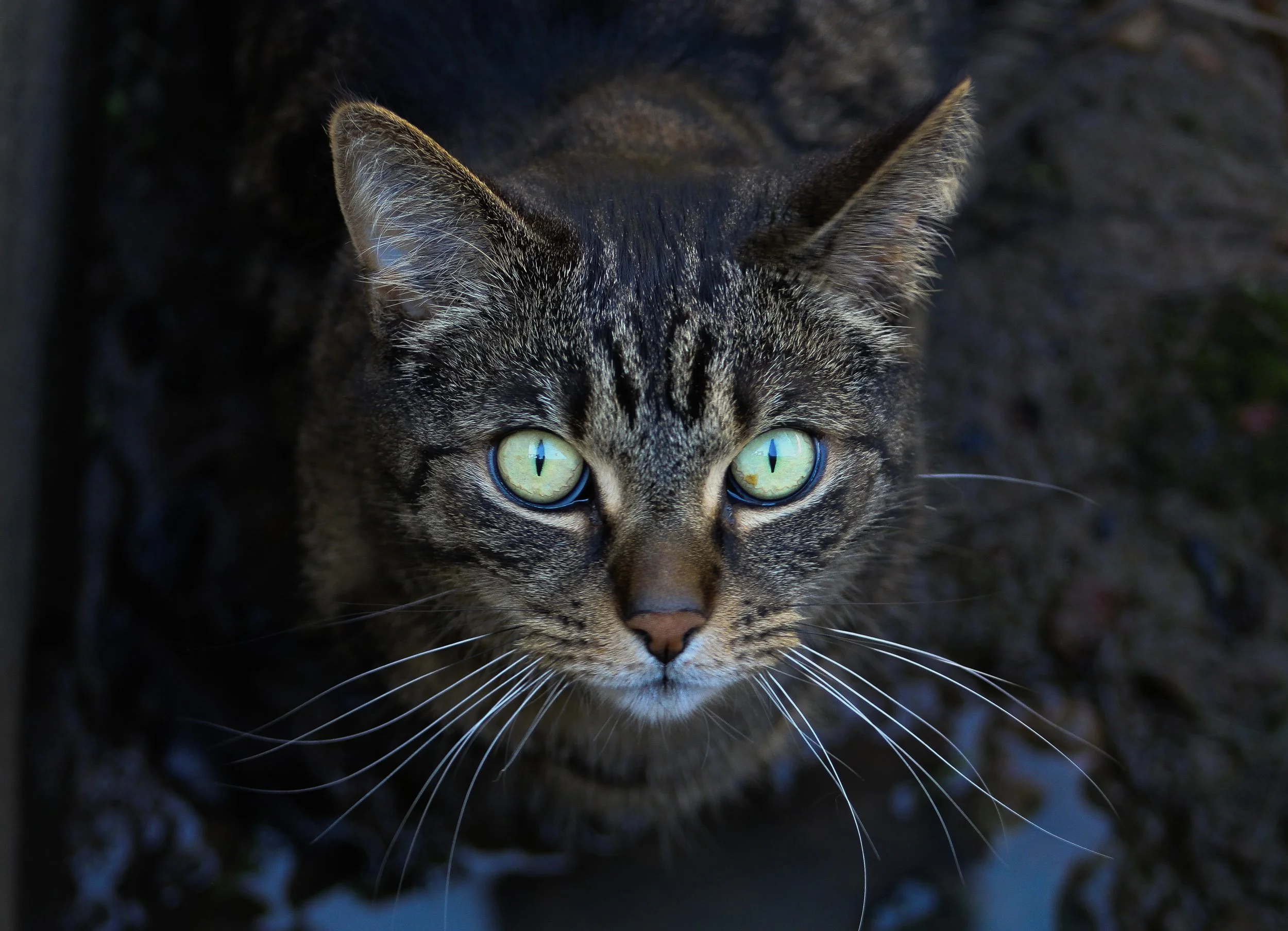 ↑  May, Looking Up, by Carys Buening